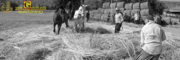 Battitura del grano